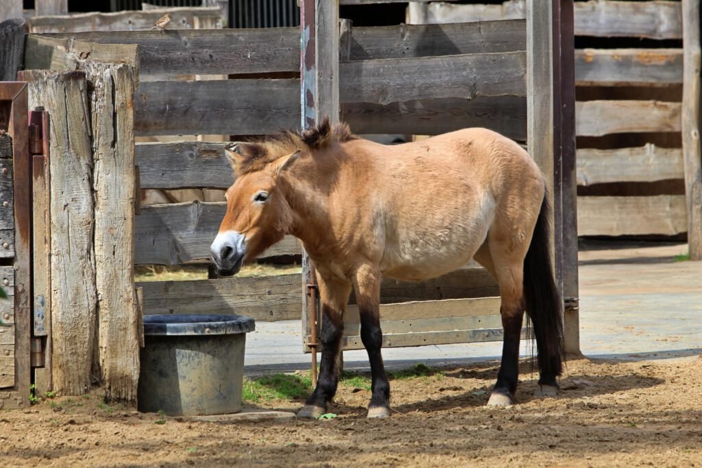 Info Shymkent - Przewalski's horse is part of Kazakhstan's wildlife