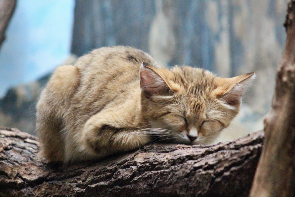 Info Shymkent - The Turkestan sand cat belongs to Kazkhstan's wildlife