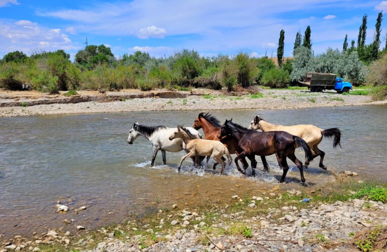 Horses are crossing the river Boraldai