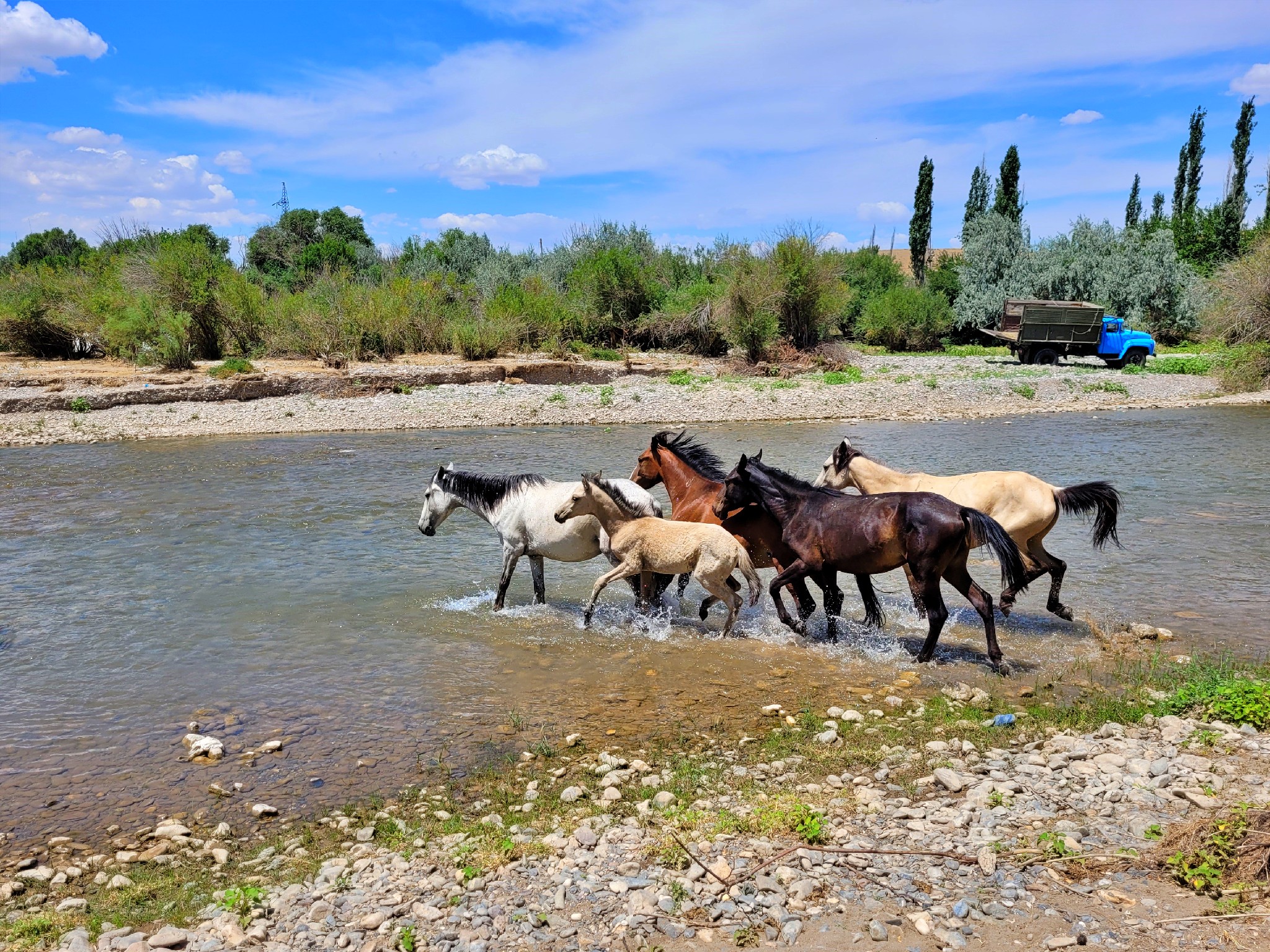 Info Shymkent - Horses crossing the Boraldai river in the Turkestan region, Kazakhstan