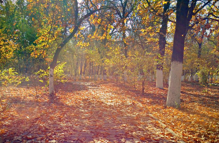 Indian Summer at Abay Park