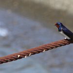 Info Shymkent - A barn swallow is sitting on a iron rope at Irtysh river in Kazakhstan.