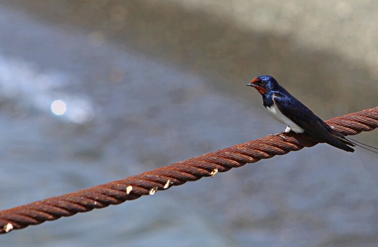 The barn swallow – fast as an arrow