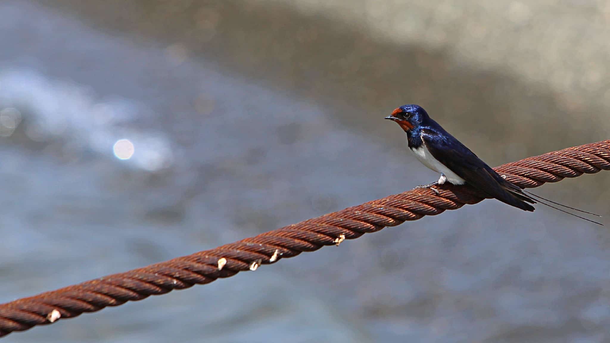 Info Shymkent - A barn swallow is sitting on a iron rope at Irtysh river in Kazakhstan.