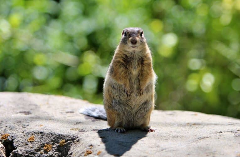 Say hello to the Tian Shan Ground Squirrel
