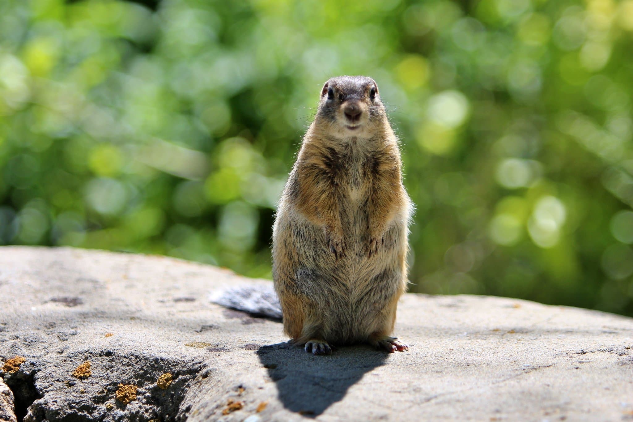 Info Shymkent - Tian Shan Ground Squirrel in East Kazakhstan