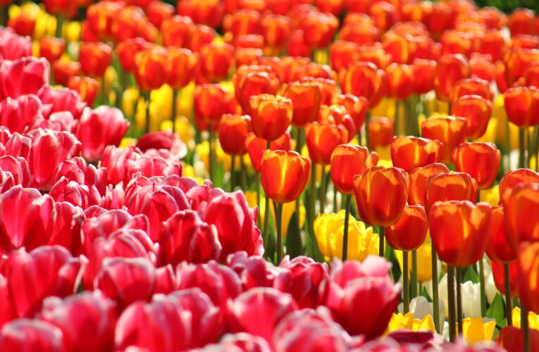 Info Shyment - International Women's Day 2023 - Tulip field in the Keukenhof in the Netherlands