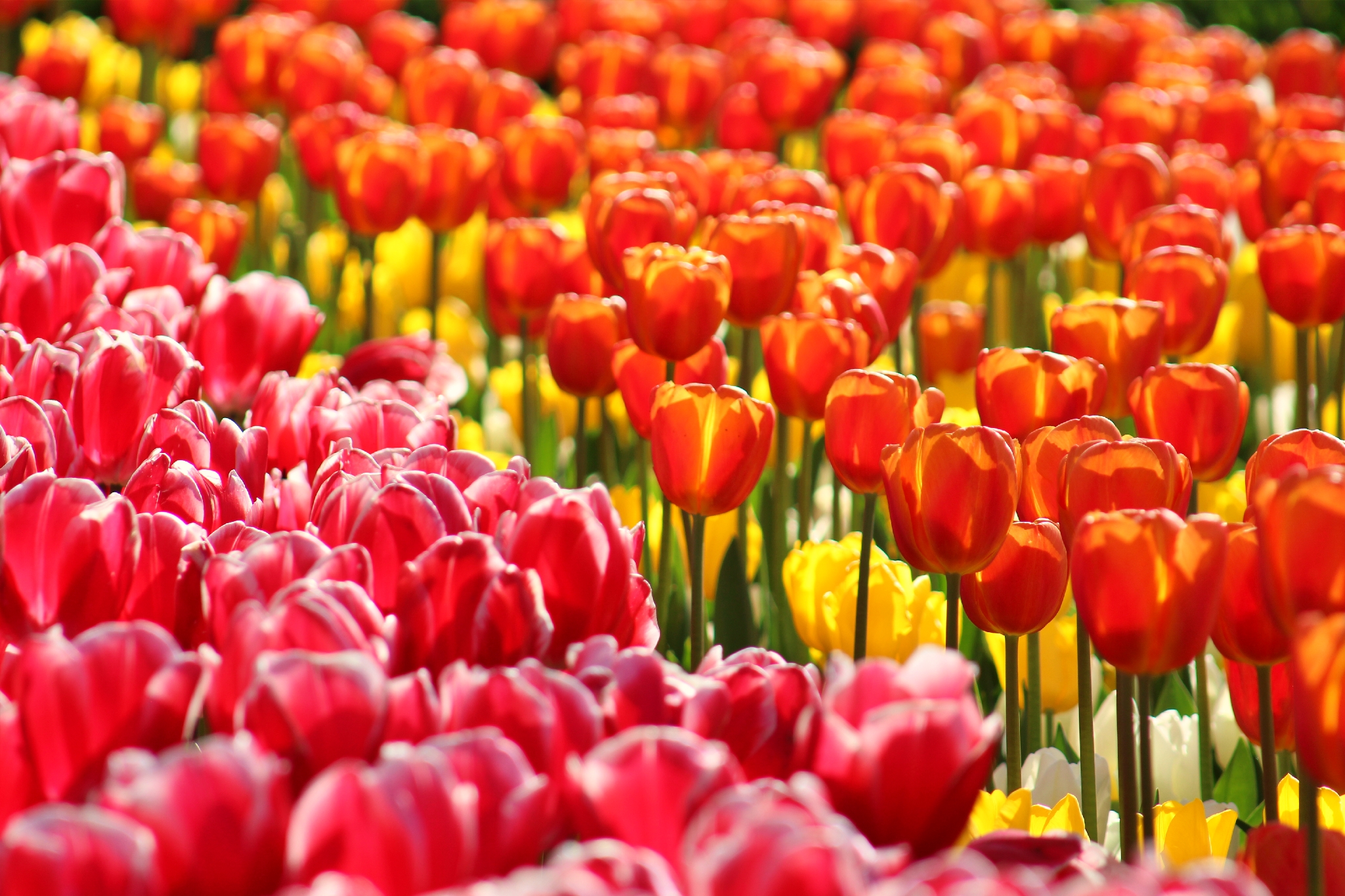 Info Shyment - International Women's Day 2023 - Tulip field in the Keukenhof in the Netherlands