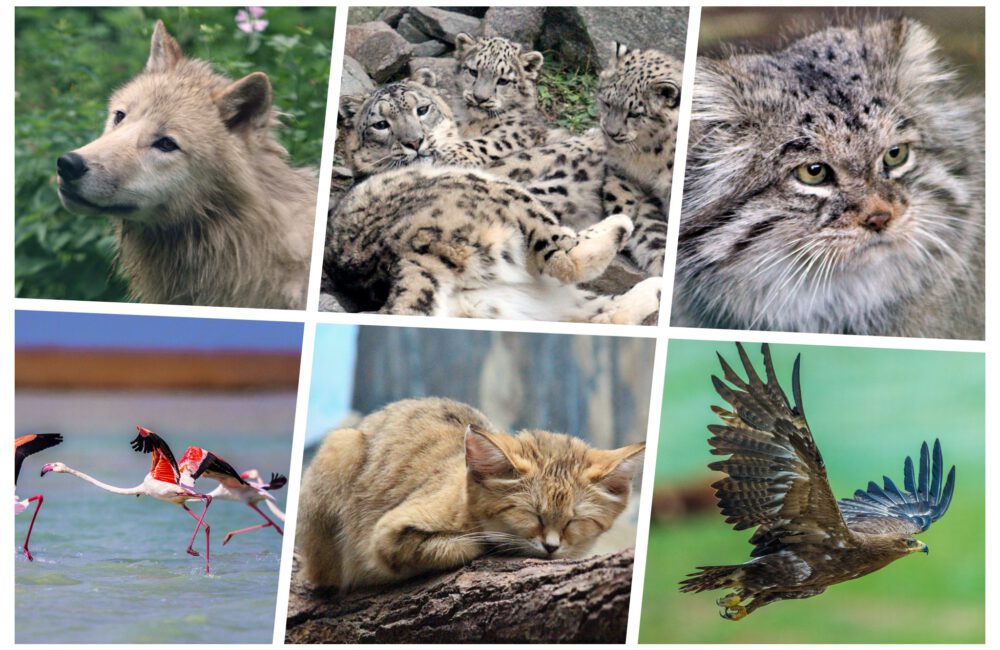 Info Shymkent - World Wildlife Day 2023 - Collage of Kazakhstan's unique wildlife