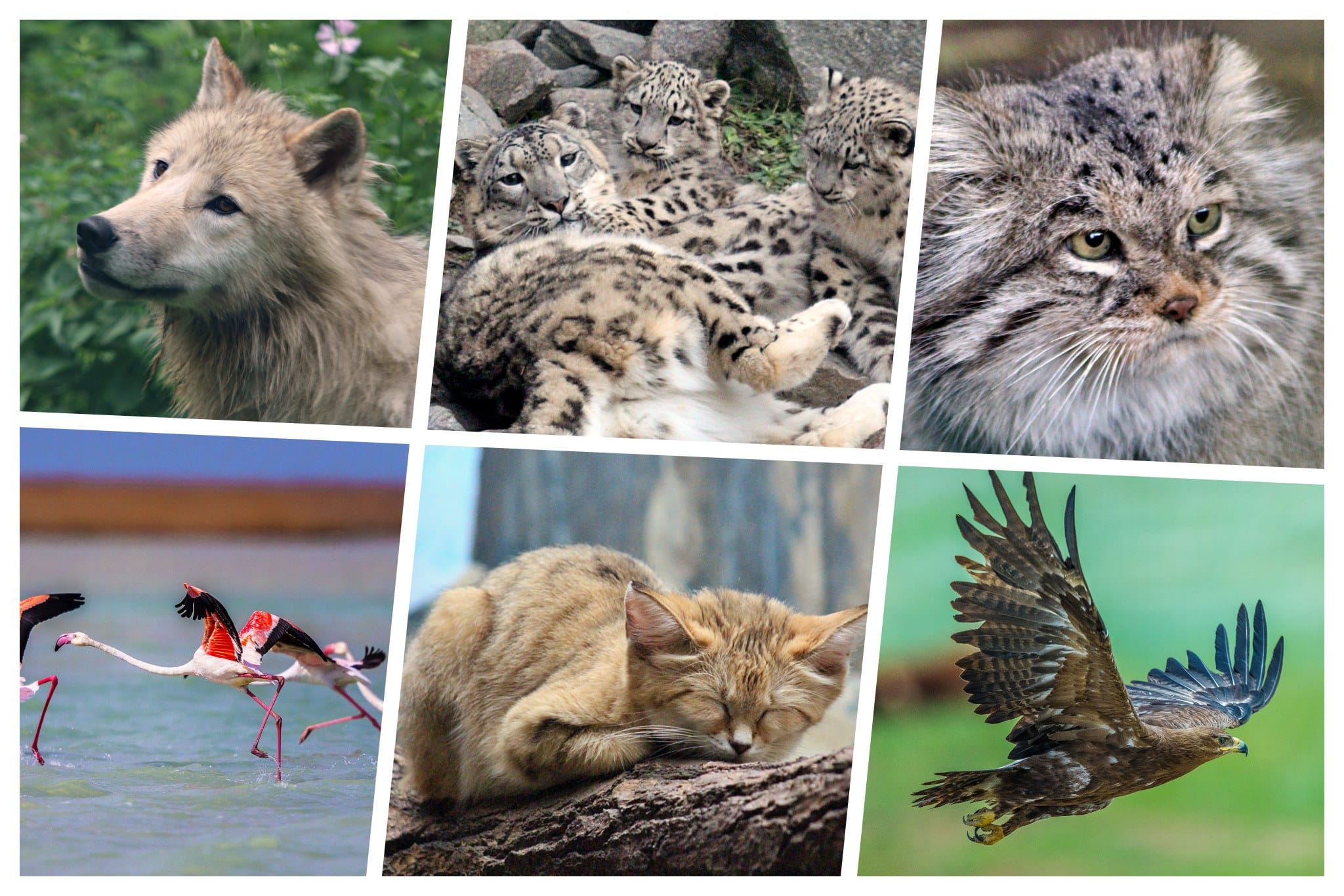 Info Shymkent - World Wildlife Day 2023 - Collage of Kazakhstan's unique wildlife