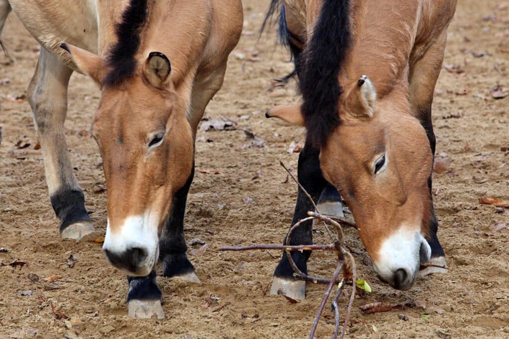 Info Shymkent - World Wildlife Day 2023 - Przewalski's horse