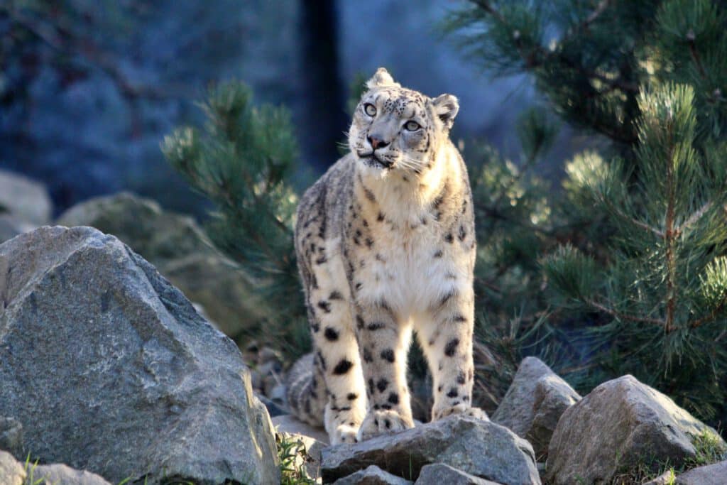 Info Shymkent - World Wildlife Day 2023 - Snow-Leopard