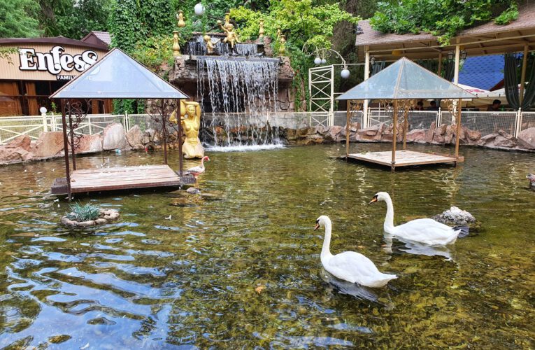 Swans at Ken-Baba park