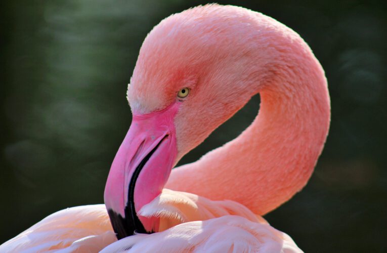 Greater Flamingos – the pink birds