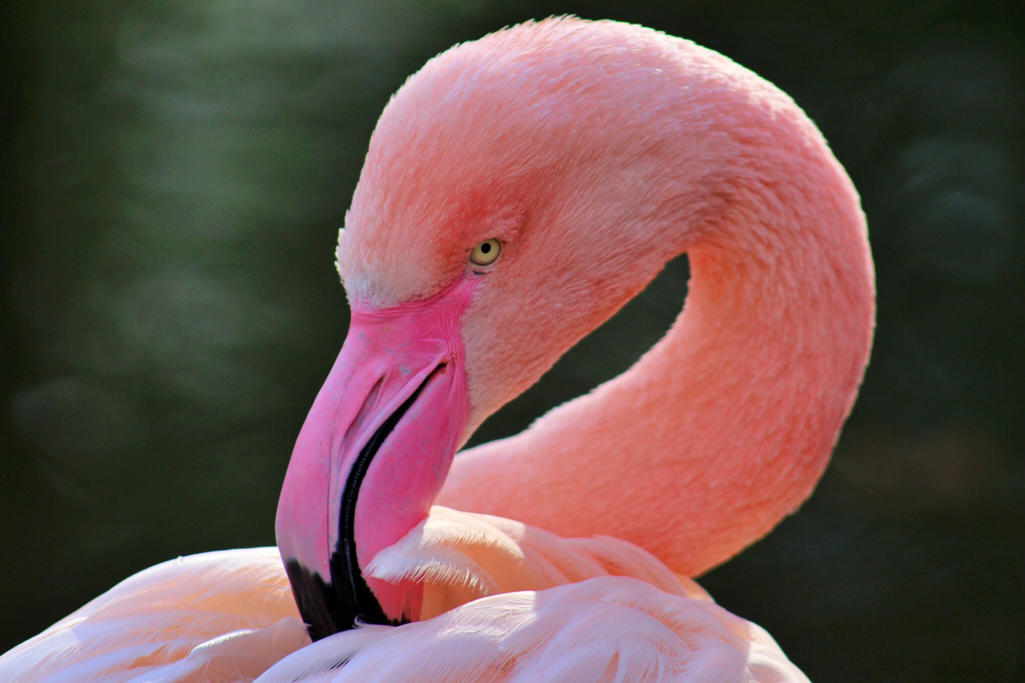 Info Shymkent - Greater Flamingos in Kazakhstan
