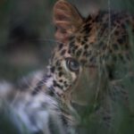 Info Shymkent - The Amur Leopard 'Amur' of the Shymkent Zoo