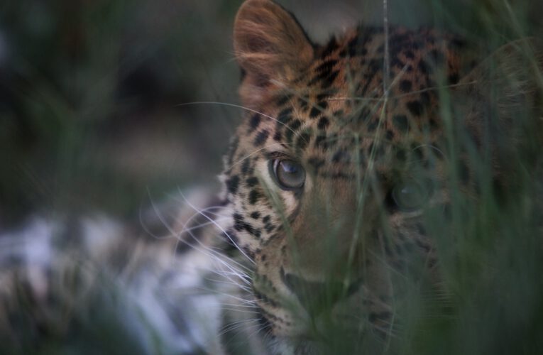Info Shymkent - The Amur Leopard 'Amur' of the Shymkent Zoo