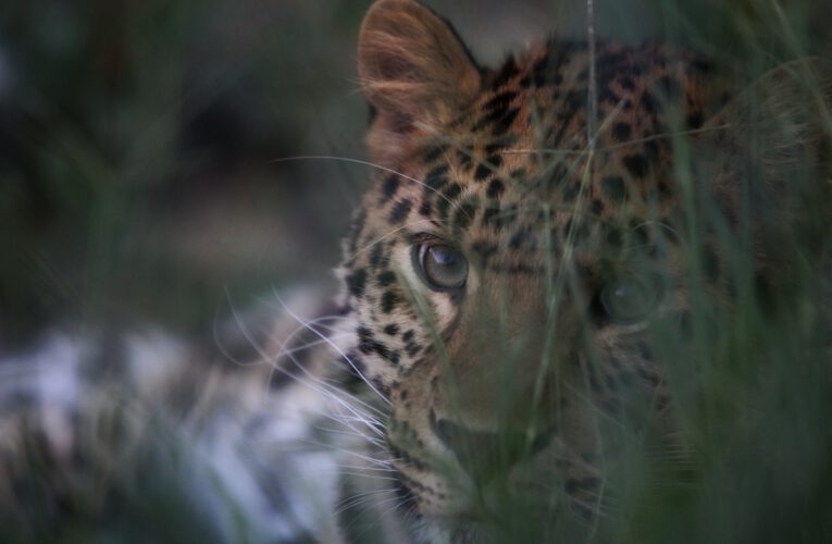 Exploring Shymkent Zoo