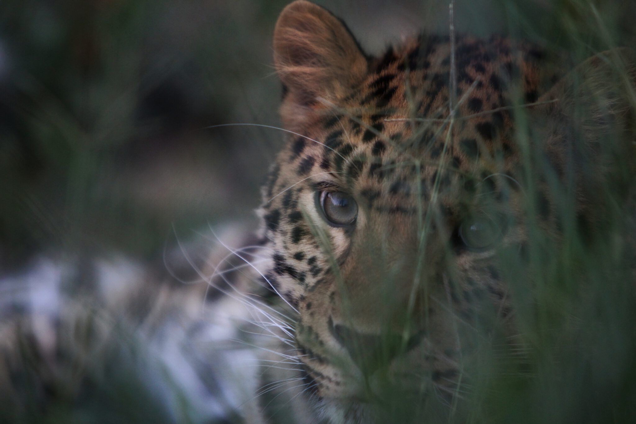 Info Shymkent - The Amur Leopard 'Amur' of the Shymkent Zoo