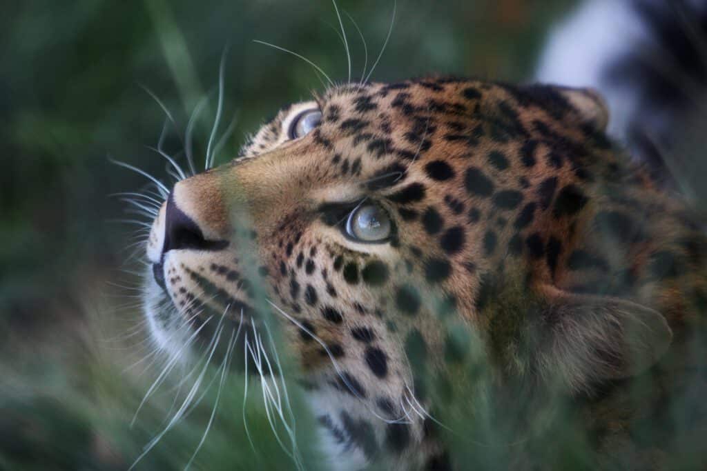 Info Shymkent - The Amur Leopard in Shymkent Zoo