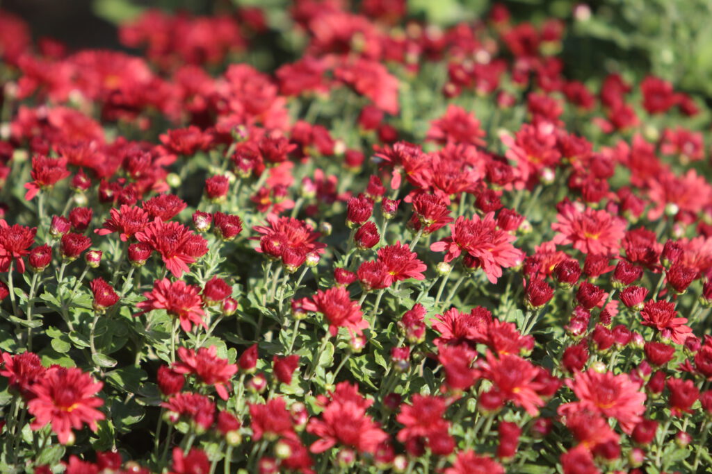 Info Shymkent - Beautiful flowers at the Shymkent Zoo