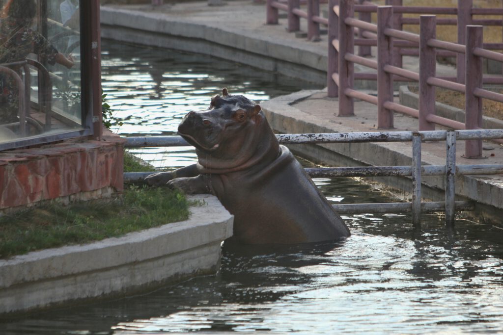 Info Shymkent - The Hippopotamus of the Shymkent Zoo