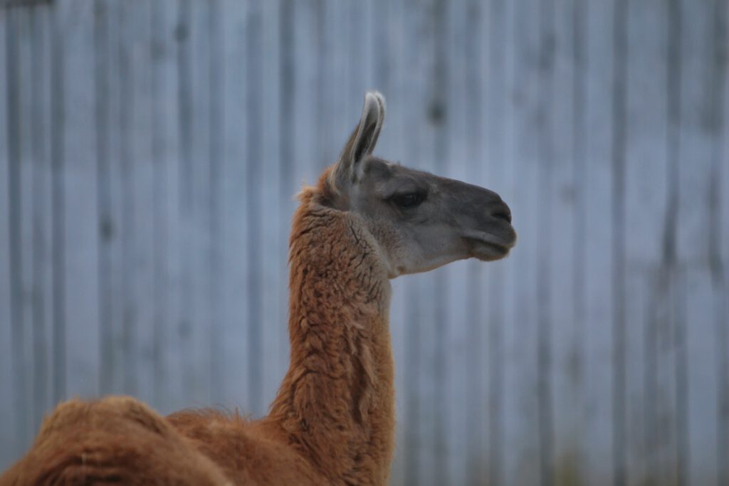 Info Shymkent - The Llama of the Shymkent Zoo