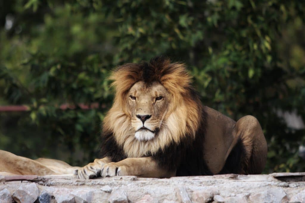 Info Shymkent - The Lion of The Zoo Shymkent