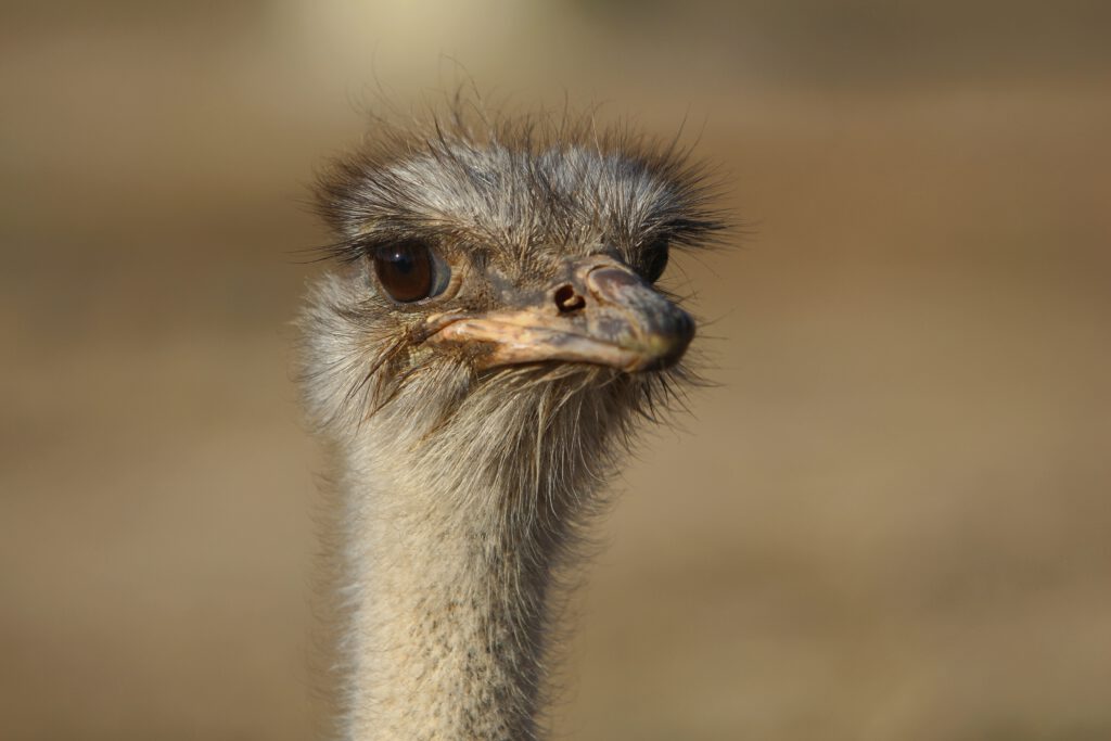 Info Shymkent - The Common Ostrich in Shymkent Zoo