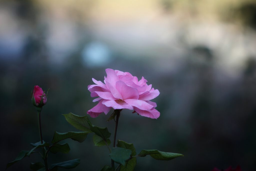 Info Shymkent - A beautiful rose at the Shymkent Zoo