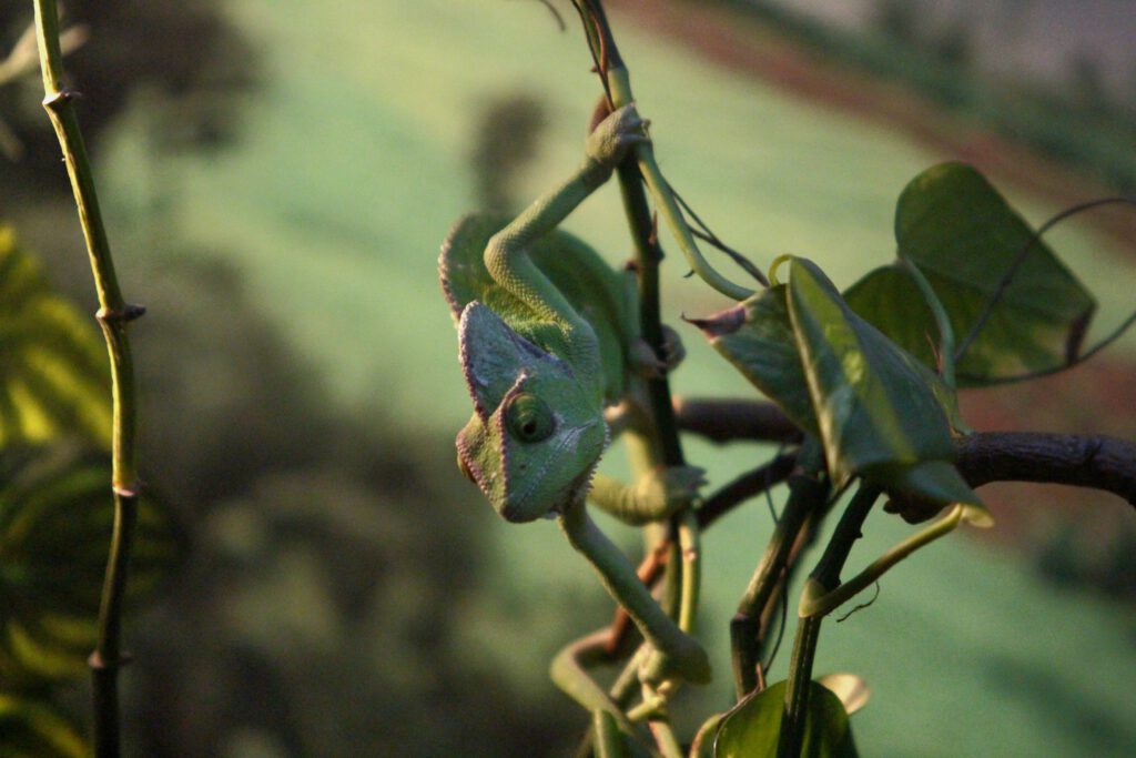 Info Shymkent - The Chameleon of the Shymkent Zoo