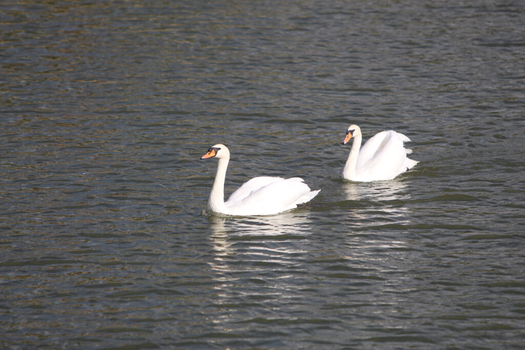 Info Shymkent - Ex 'Ken Baba' park's swans at the Shymkent Zoo