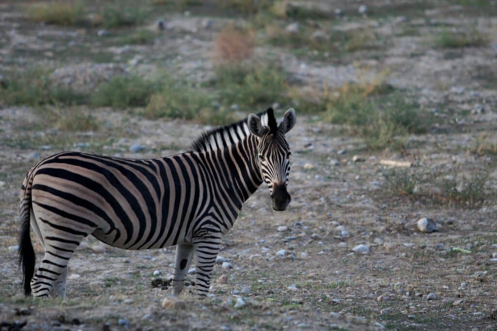 Info Shymkent - A Zebra of the Shymkent Zoo