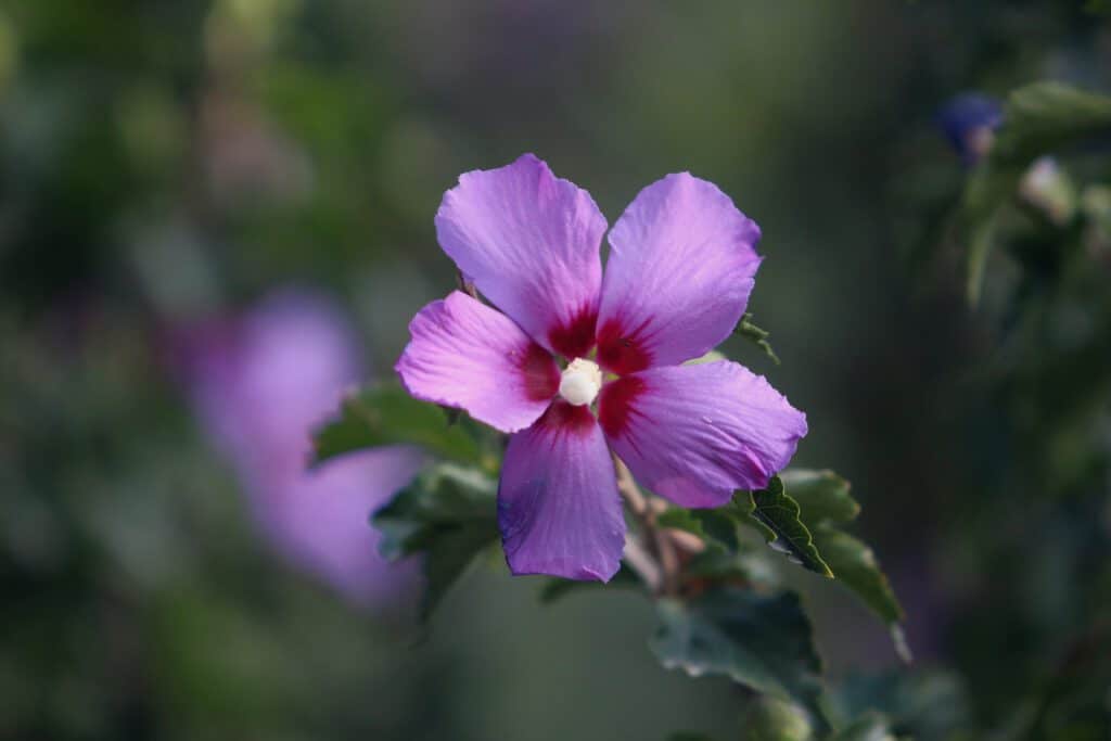 Info Shymkent - A beautiful flower in Shymkent Zoo