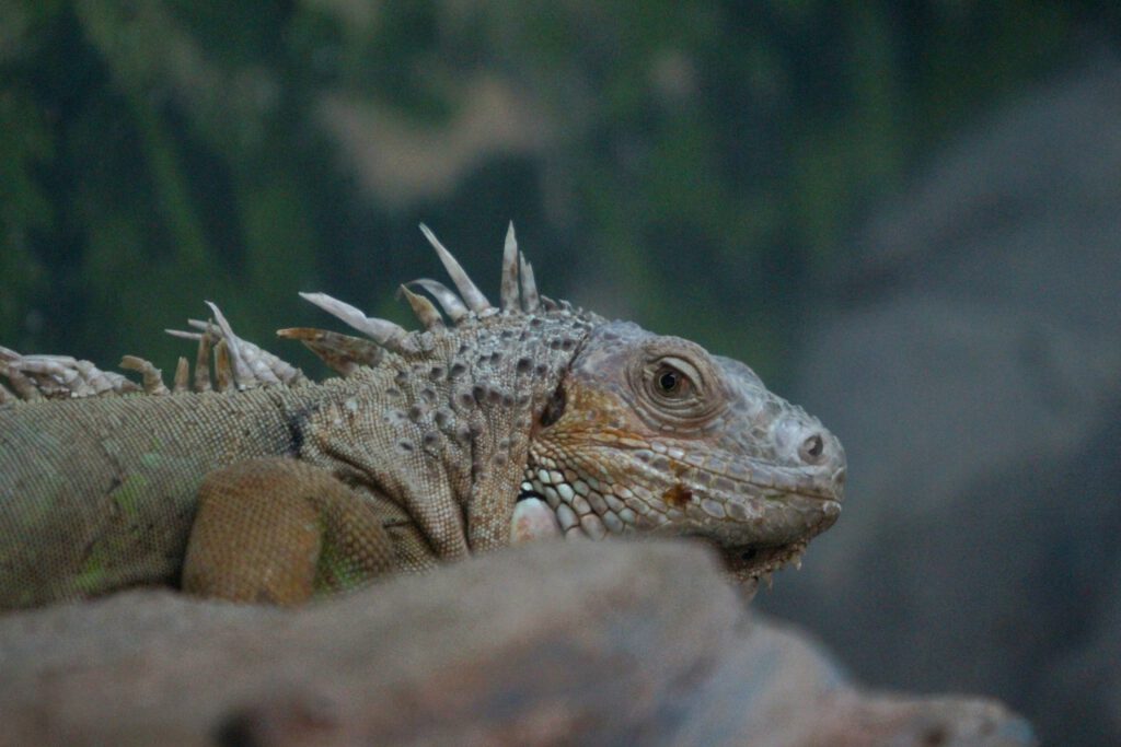 Info Shymkent - The Iguana of the Shymkent Zoo