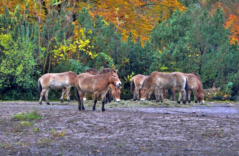 Przewalski’s horses return to Kazakhstan