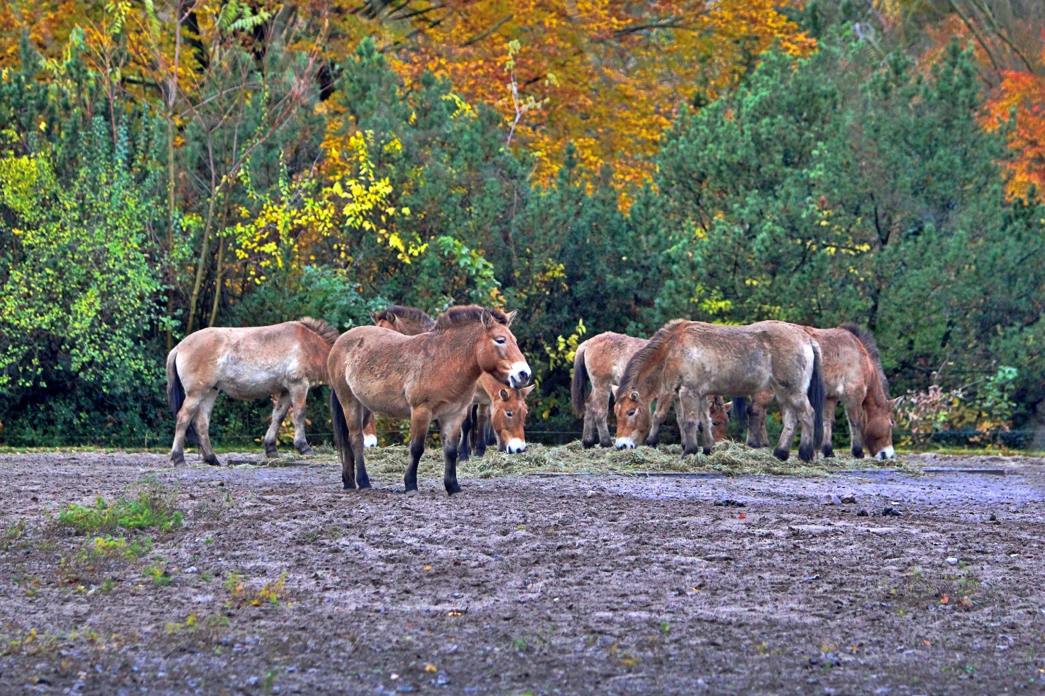 Info Shymkent - Przewalski's horses coming back to Kazakhstan