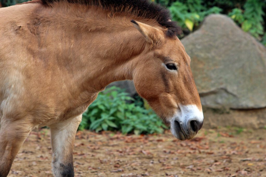 Info Shymkent - Przewalski's horse in Zoo Leipzig in Germany