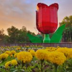 Info Shymkent - Tulip fountain during dusk in spring in Shymkent