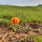 Info Shymkent - Tulipa borszczowii and the Ordabasy Monument Birlik in the background