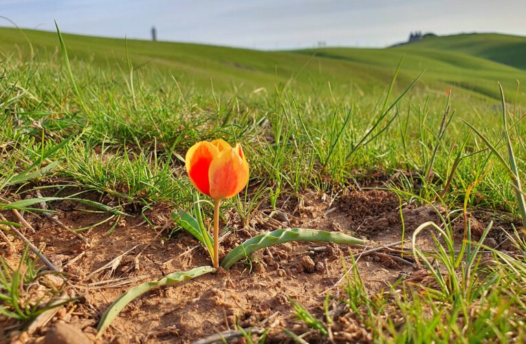 3 Months in Central Asia: Wild tulips, a wrestler and Kazakh Unity