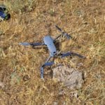 Our lost drone next to a cow pat