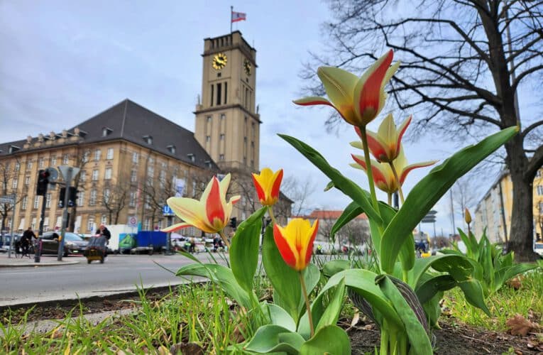 InfoShymkent - Tulips in front of the town hall in Berlin-Schöneberg 2026