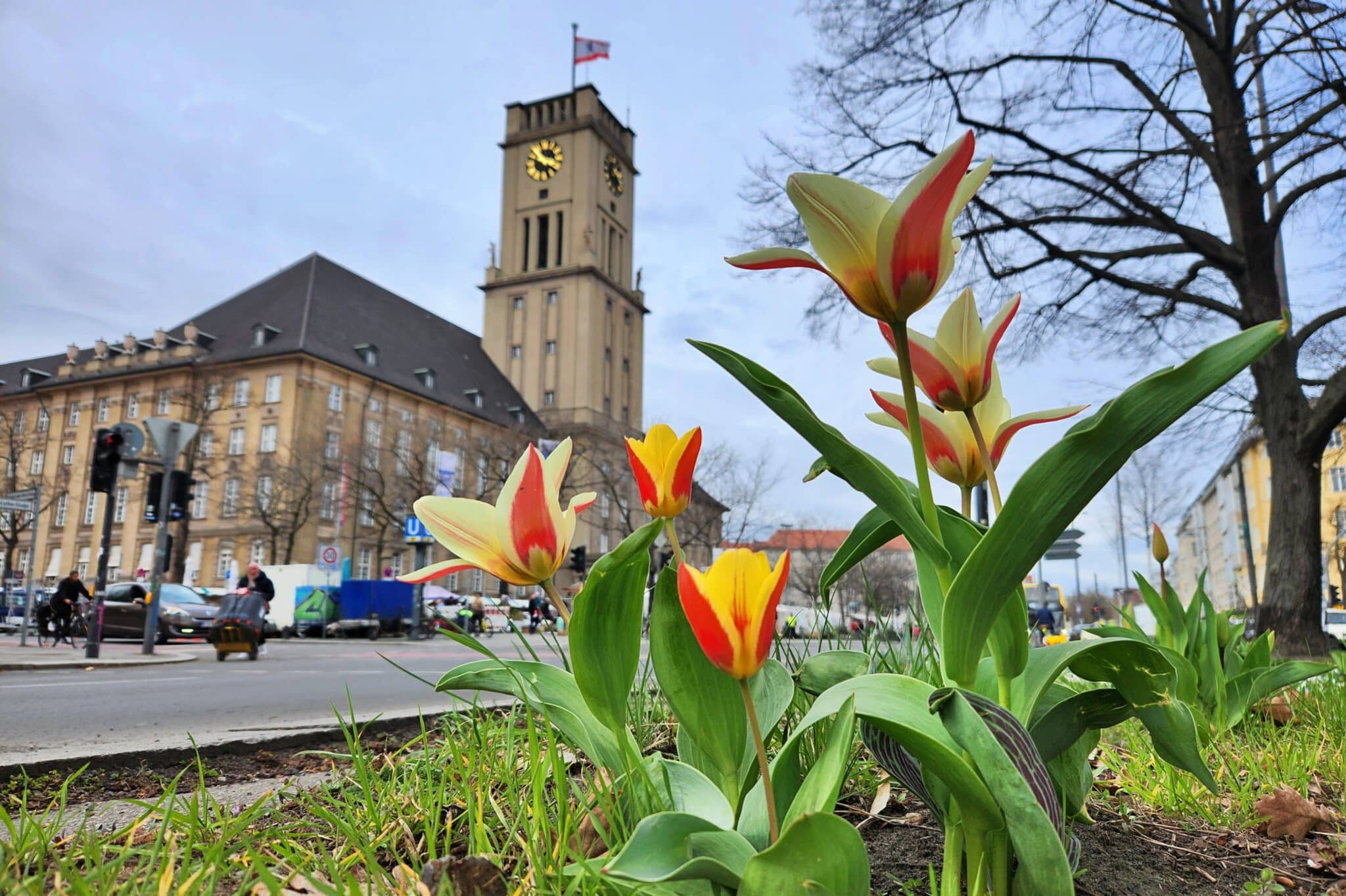 InfoShymkent - Tulips in front of the town hall in Berlin-Schöneberg 2026
