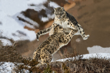 Animals (Snow Leopard fight) Info Shymkent - Snow Leopard fight in Kazakhstan captured by