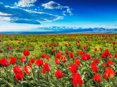 Wild tulip field (South Kazakstan) Info Shymkent - Wild tulip field in south Kazakhstan with Tian Shan Mountains in background (Image: Farhat Kabdykairov)