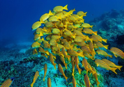 Yellow fish shoal Info Shymkent - Yellow fish shoal captured by Farhat Kabdykairov