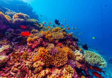 Under water world Info Shymkent - Under water world filmed by Farhat Kabdykairov